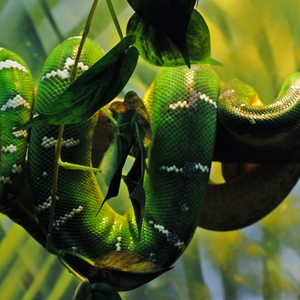 Atlanta Zoo