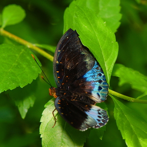 Callaway Garden Critters 09
