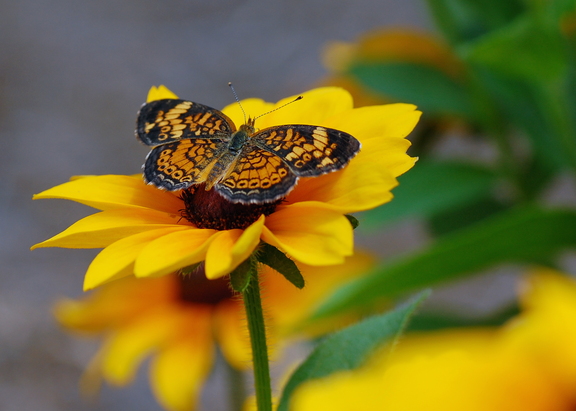 bfly6255