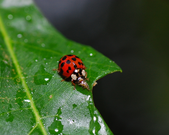 ladybugaphid