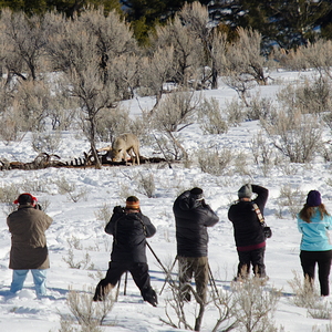 Yellowstone