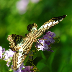 Callaway Gardens