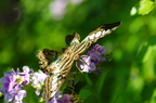 Callaway Gardens