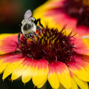 Macro Photography