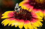 My Butterfly Garden