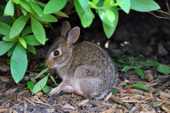 Bunny