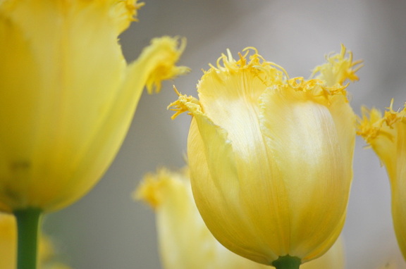 Tulips