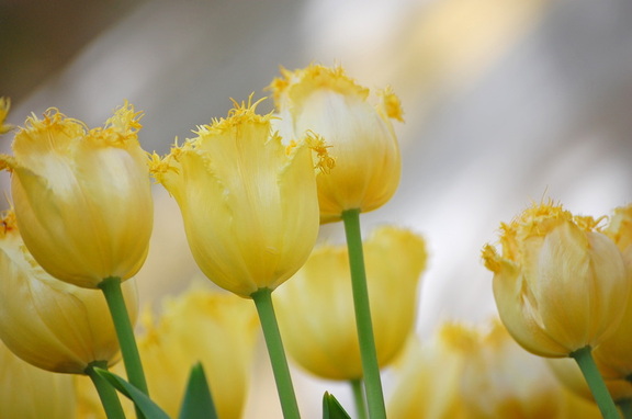 Tulips2